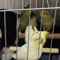 تعدادی عروس هلندی