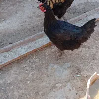 یه عدد مرغ محلی سیاه سالم تخم گذار