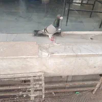 کفتر پلاکی
