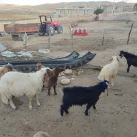 بره و گوسفند بزغاله