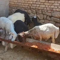 بره نر|حیوانات مزرعه|مرودشت, ده بید|دیوار