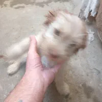 سگ پاکوتا شیتزو