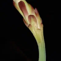 گل کاکتوس|گل و گیاه طبیعی|نور, |دیوار