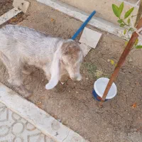 بز نر چهارماهه