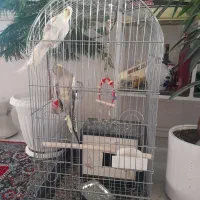 عروس هلندی|پرنده|مراغه, |دیوار