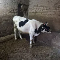 گوساله‌نر‌‌یک‌ساله