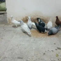 ۹تا جوانه نر