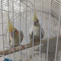 جفت عروس هلندی