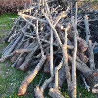 چوب درخت هلو گیلاس کیلو ۱۰