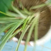 فروش خار باغ برای گوسفند  نکوبیده