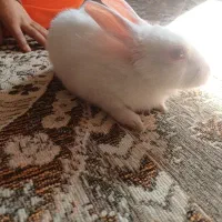 خرگوش ۲ماهه|موش و خرگوش|دماوند, مسکن مهر گیلاوند|دیوار