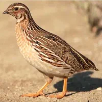 بلدرچین نر آواز خوان بد بده