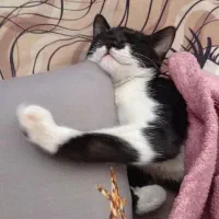 گربه سیاه و سفید.محدوده اخرای ملعم و دهخداگمشده