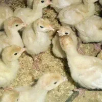 جوجه بوقلمون