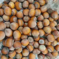 فندق خوراکی