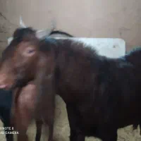 کولار و بزغاله نر و بز جملی آنتیک آنتیک|حیوانات مزرعه|مشهد, پروین اعتصامی|دیوار