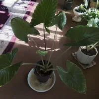 گل بابا آدم|گل و گیاه طبیعی|کنگاور, |دیوار