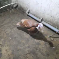 بوقلمون نر بوربون نژاد اصلی