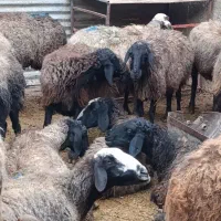 میش وبره|حیوانات مزرعه|قم, قلعه کامکار|دیوار