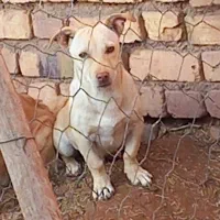 سگ پاکوتاه نر نگهبان|سگ|سبزوار, پاسداران|دیوار