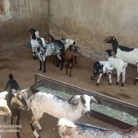 فروش کهر|حیوانات مزرعه|درگهان, |دیوار