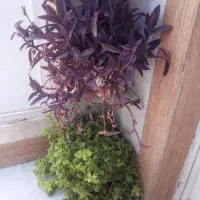 گلهای خانگی