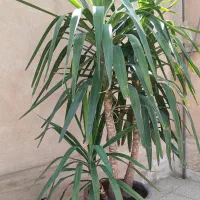 فروش گل، کاج، یوکا، آلوورا، کاکتوس|گل و گیاه طبیعی|تهران, شهرک فردوس (حسینی)|دیوار