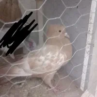 جوجه نر