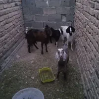 چندعدد بز وتروشت