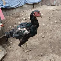 جوجه لاری،ومرغ لاری