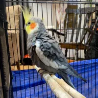 عروس هلندی و طوطی برزیلی|پرنده|رشت, منظریه|دیوار