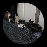 باسلام واگذاری 6 بچه گربه و 4 تا گربه بالغ