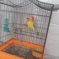 طوطی  کوتوله برزیلی