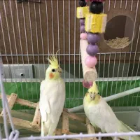 عروس هلندی کوتوله برزیلی|پرنده|محمدشهر, ولدآباد|دیوار