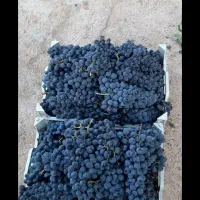 کشمش افتابی میوه مجلسی انگور شانی دیم انگور شرابی|خوردنی و آشامیدنی|تهران, میدان میوه و ترهبار مرکزی|دیوار