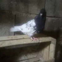 کله سیاه|پرنده|مسجد سلیمان, |دیوار