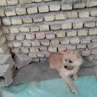 واگذاری سگ پا کوتا  ماده|سگ|آزادشهر, |دیوار