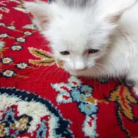 گربه|گربه|قم, شهر قائم|دیوار