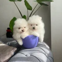 پامر جیبی فنجونی عروسکی