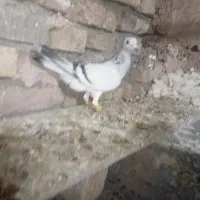 شامی ماده|پرنده|قزوین, |دیوار