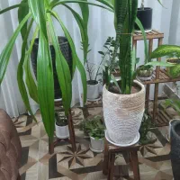 فروش گل اپارتمانی