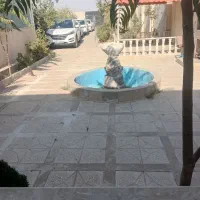 فروش باغ یا معاوضه با آپارتمان ماشین