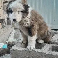 توله افغان|سگ|کشکوئیه, |دیوار