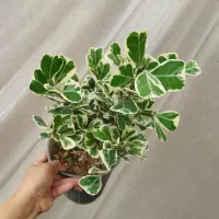 گل دلتا ابلق و بنجامین ابلق