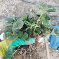 نهال ریشه لخت توت فرنگی محلی