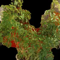 شفلرای بزرگ و سالم|گل و گیاه طبیعی|سردرود, |دیوار