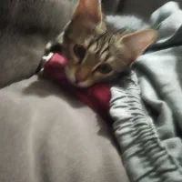 واگذاری گربه|گربه|زاهدان, |دیوار