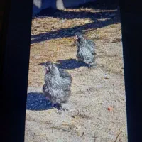 دو عدد خروس ابریشمی