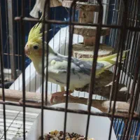 عروس هلندی نر
