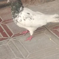کفتر|پرنده|سبزوار, توحیدشهر|دیوار